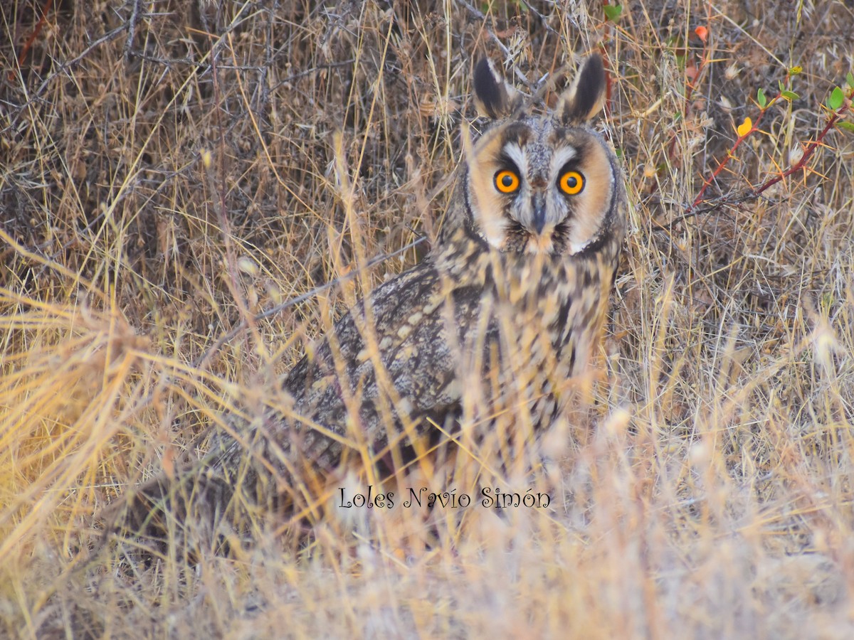 Long-eared Owl - ML364320411