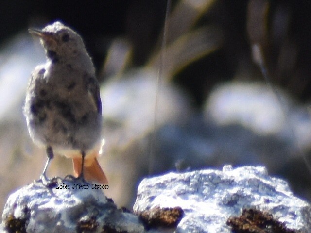 Black Redstart - ML364320451