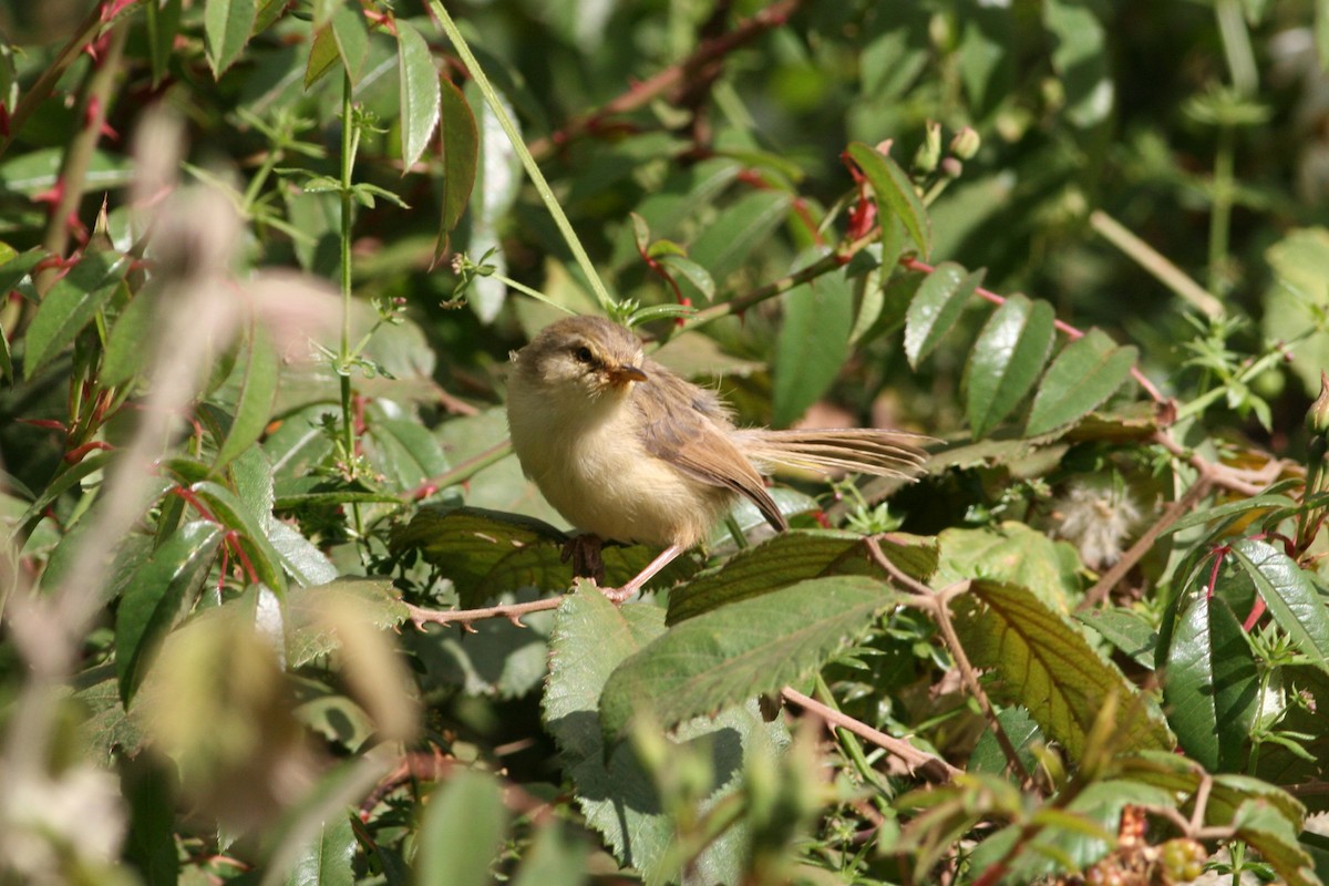 Prinia modeste - ML364320471