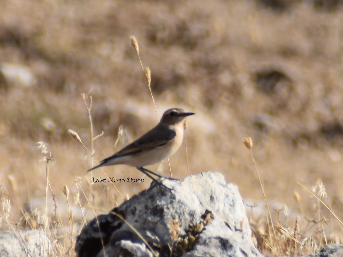 Northern Wheatear - ML364320521