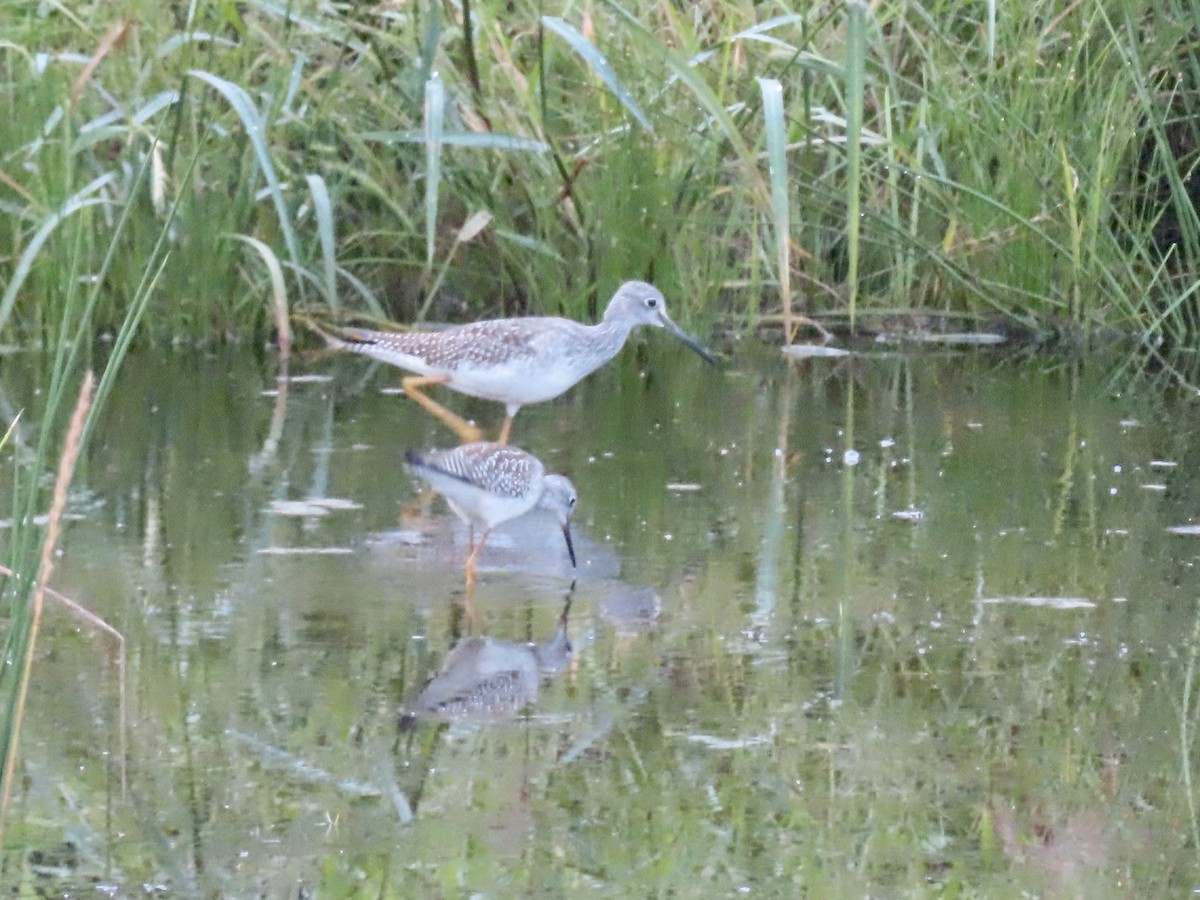 Greater Yellowlegs - ML364320721