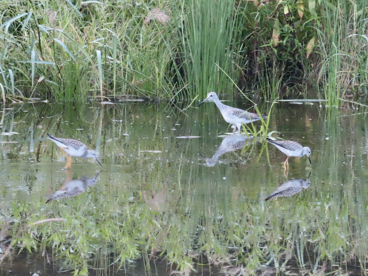 Greater Yellowlegs - ML364320981