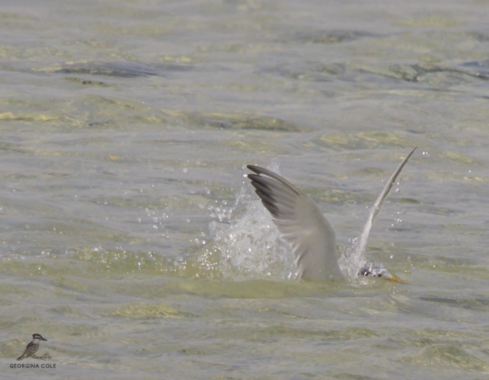 Lesser Crested Tern - Georgina Cole