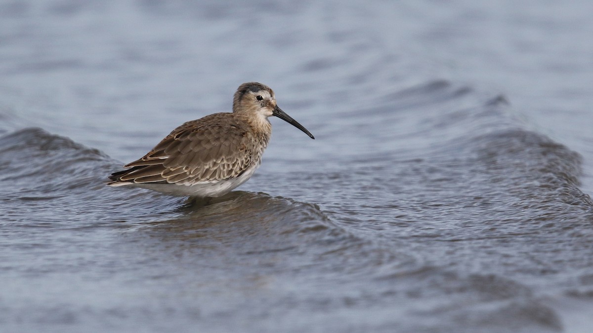 Dunlin - ML36432221