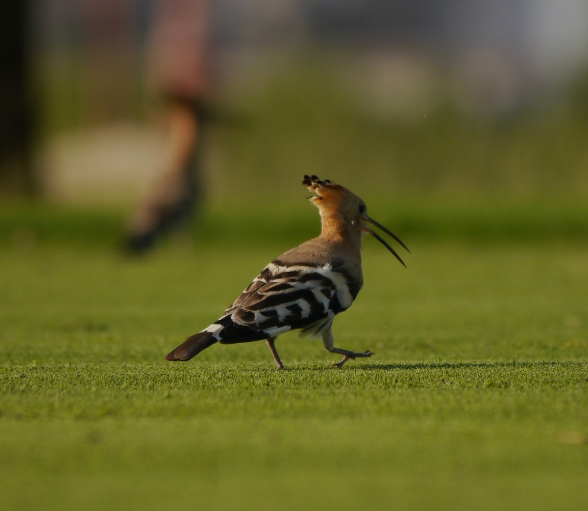 Eurasian Hoopoe - ML364322311