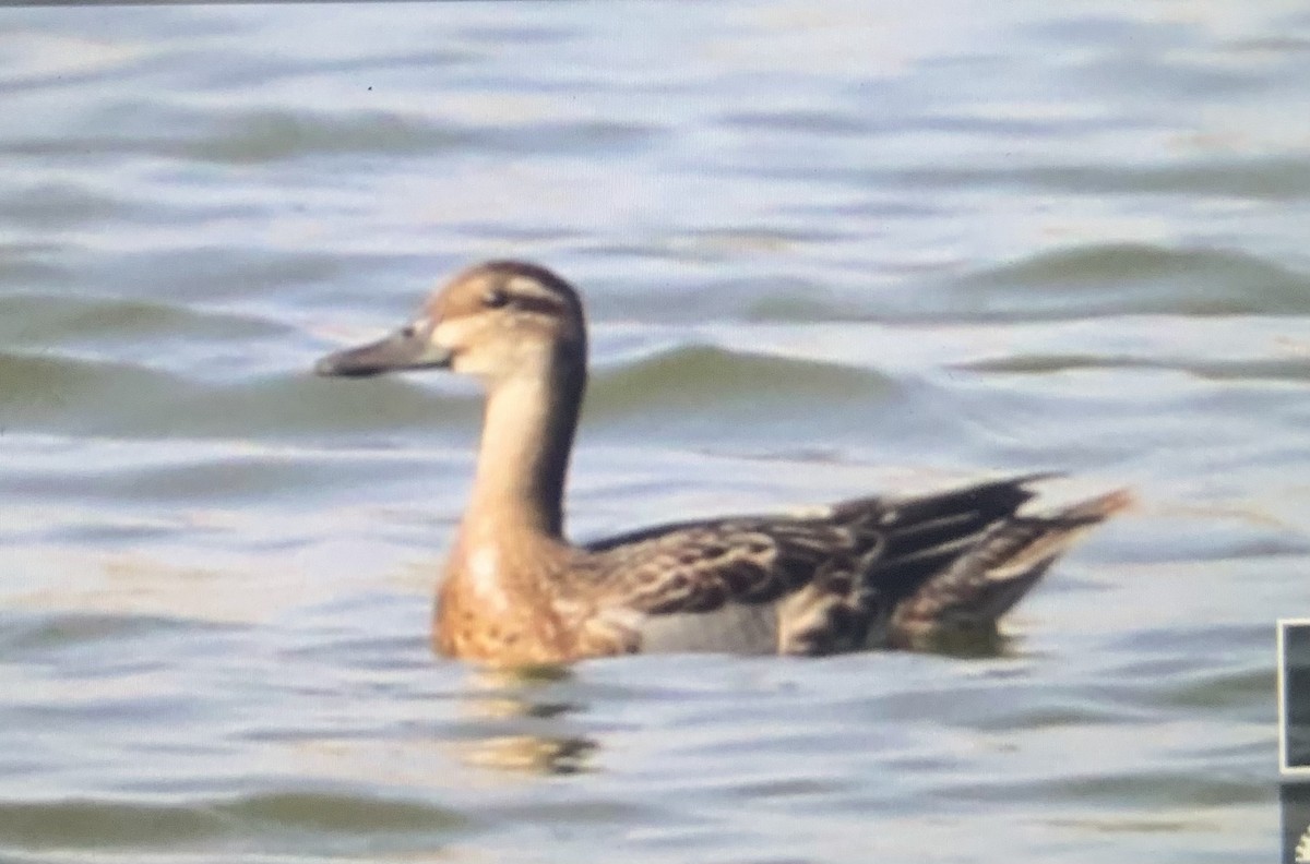 Garganey - Mark Piazzi