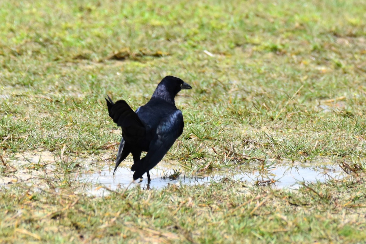 Great-tailed Grackle - ML364324411