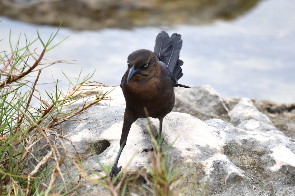 Great-tailed Grackle - ML364324421