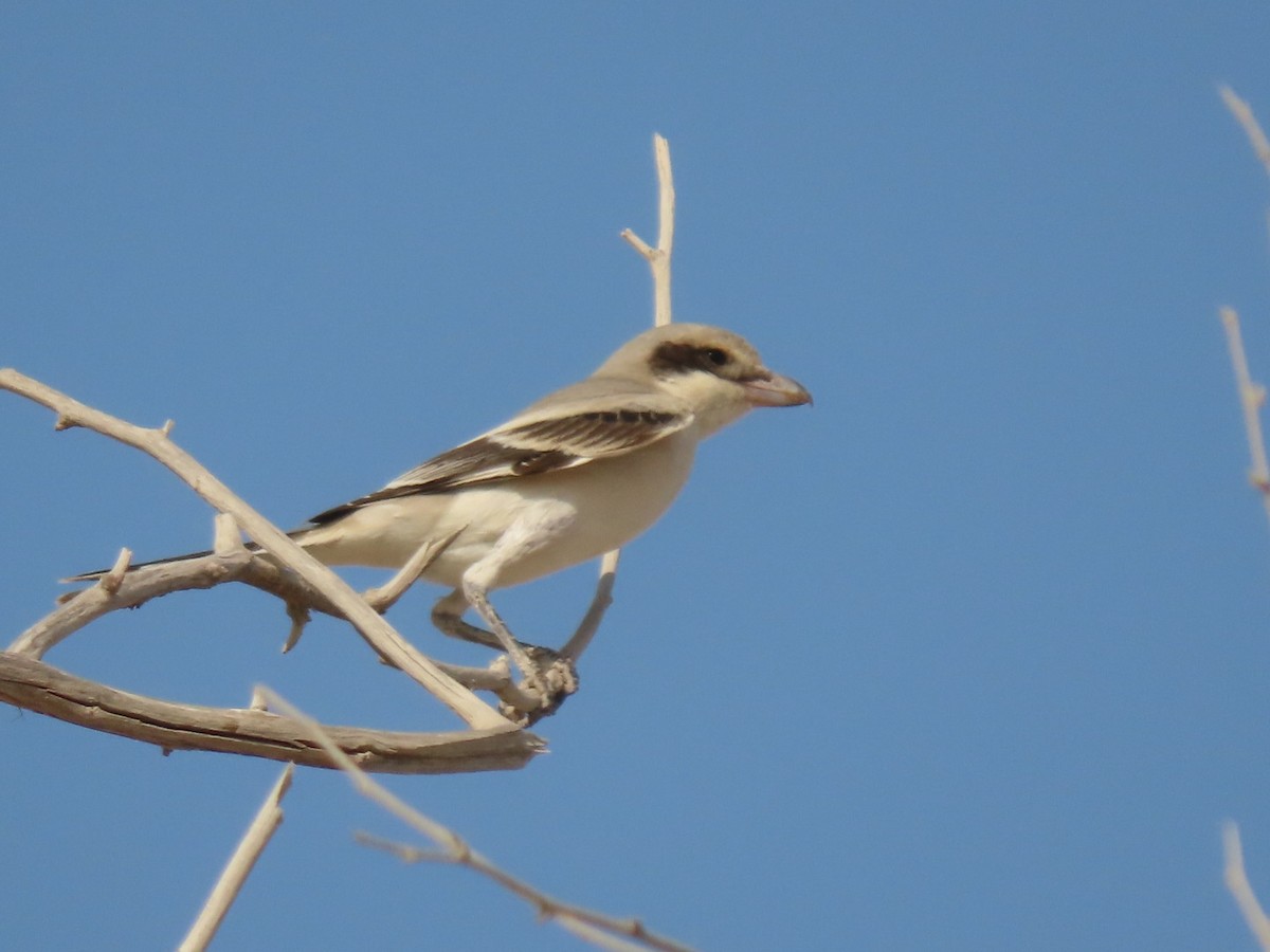 Great Gray Shrike (Arabian) - ML364324861