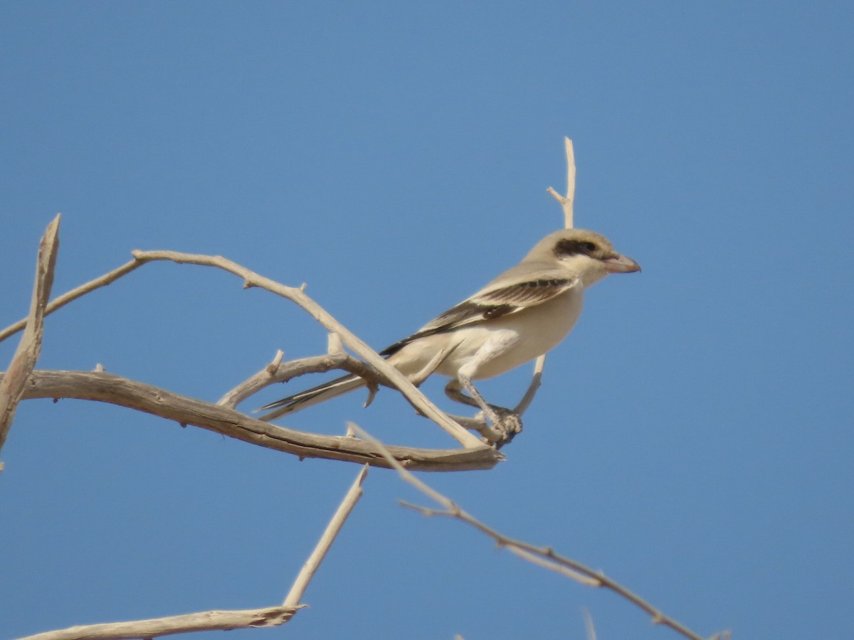 Great Gray Shrike (Arabian) - Gregory Askew