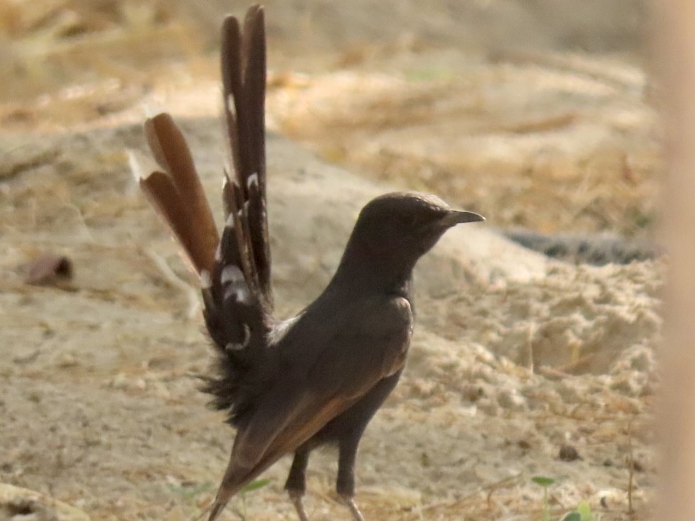 Black Scrub-Robin - ML364324921