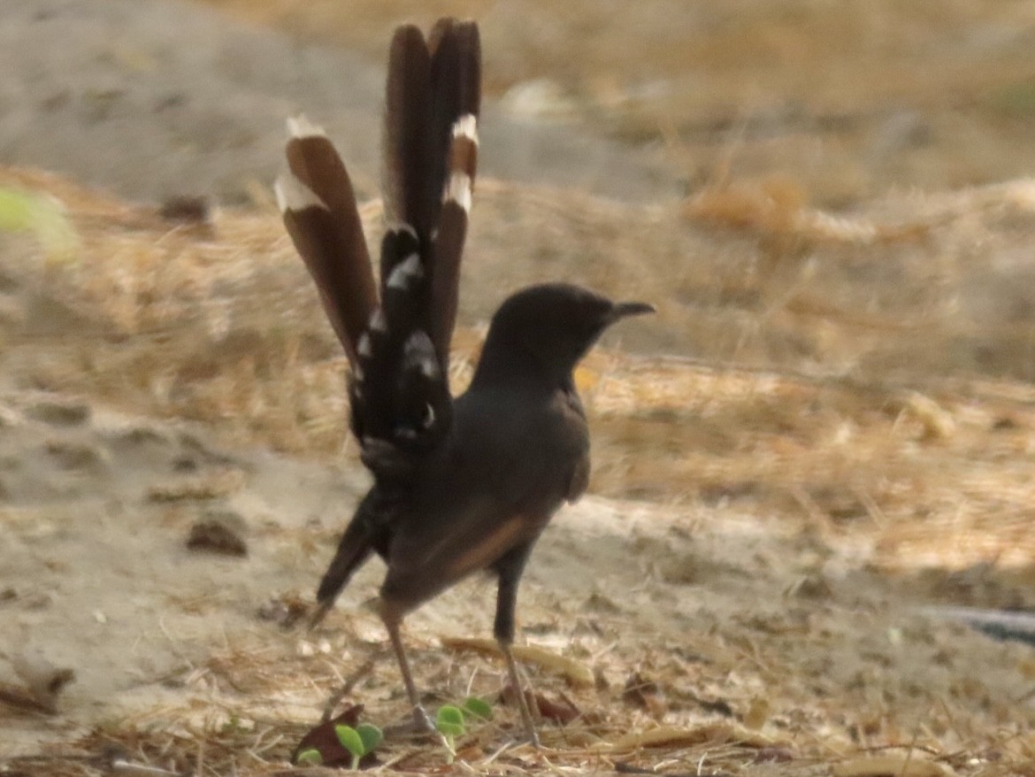 Black Scrub-Robin - ML364324941