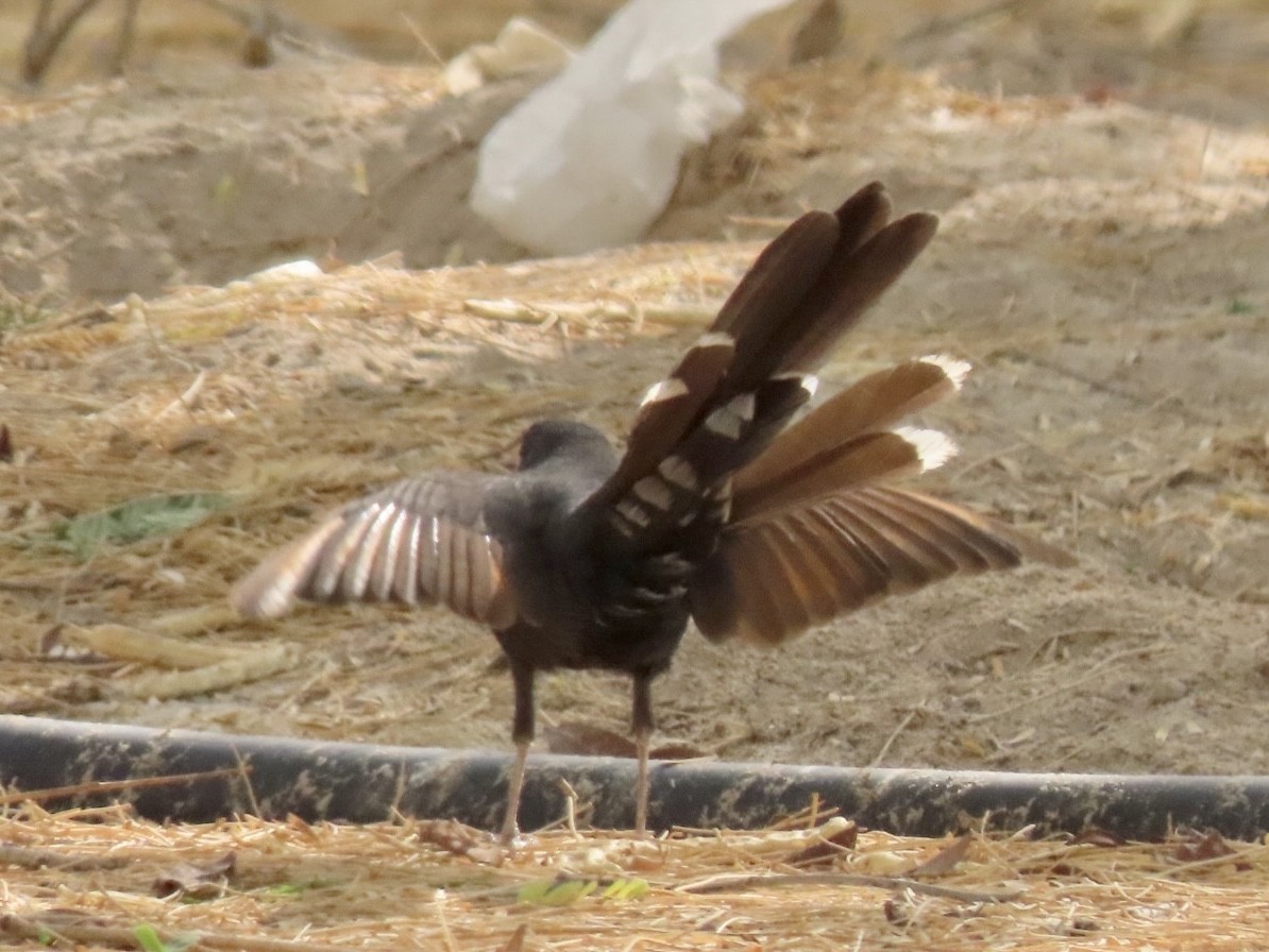 Black Scrub-Robin - ML364324951