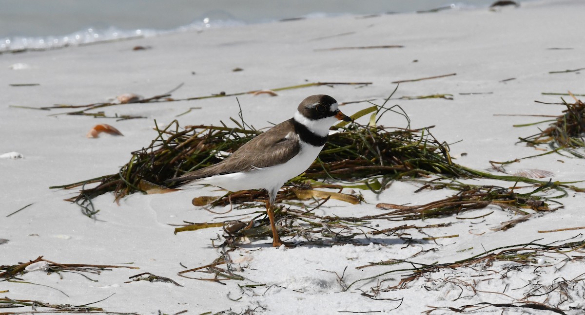 eBird Checklist - 22 Aug 2021 - Anclote Key Preserve SP--Three Rooker ...