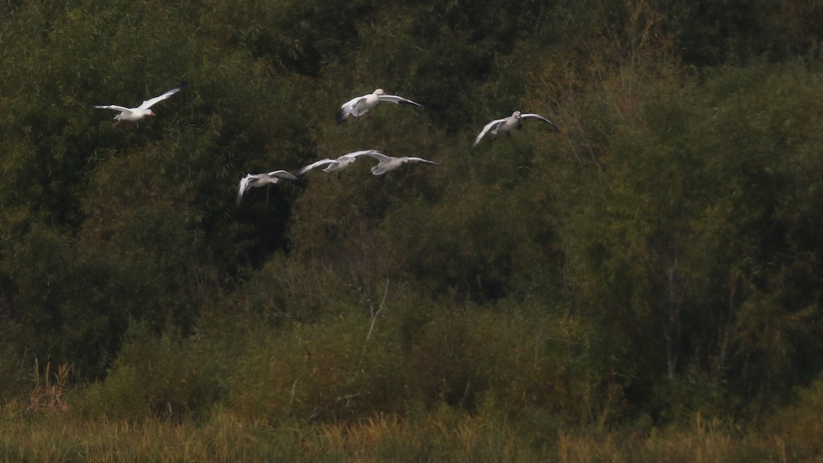 Snow Goose - ML36432671