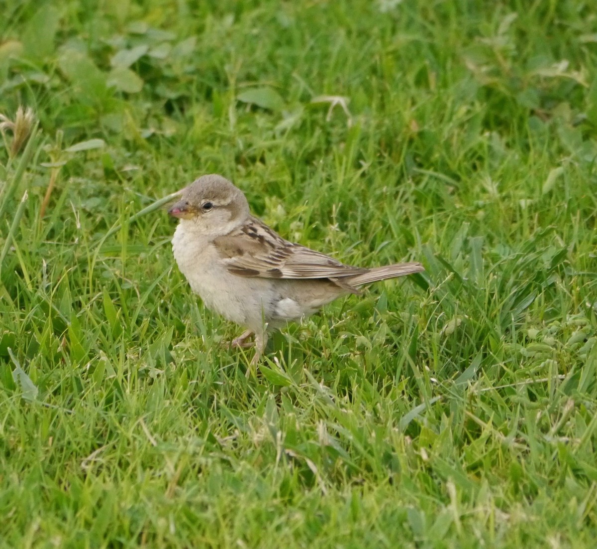 House Sparrow - ML364327911