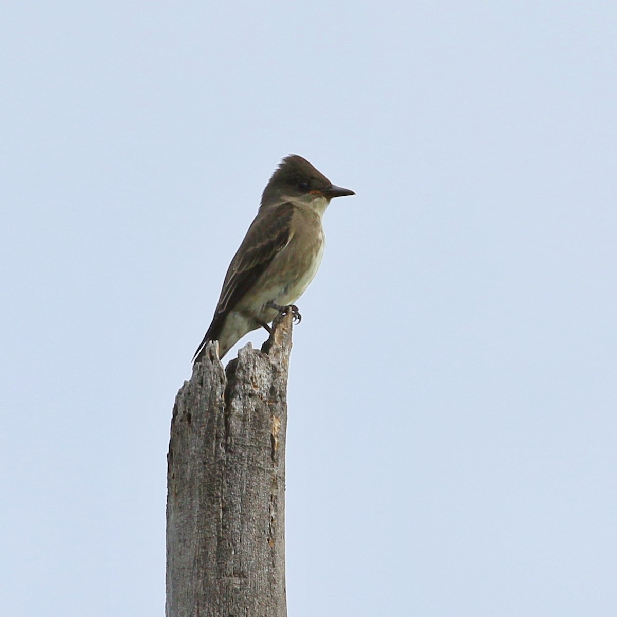 Olive-sided Flycatcher - Anne Auclair  Moe