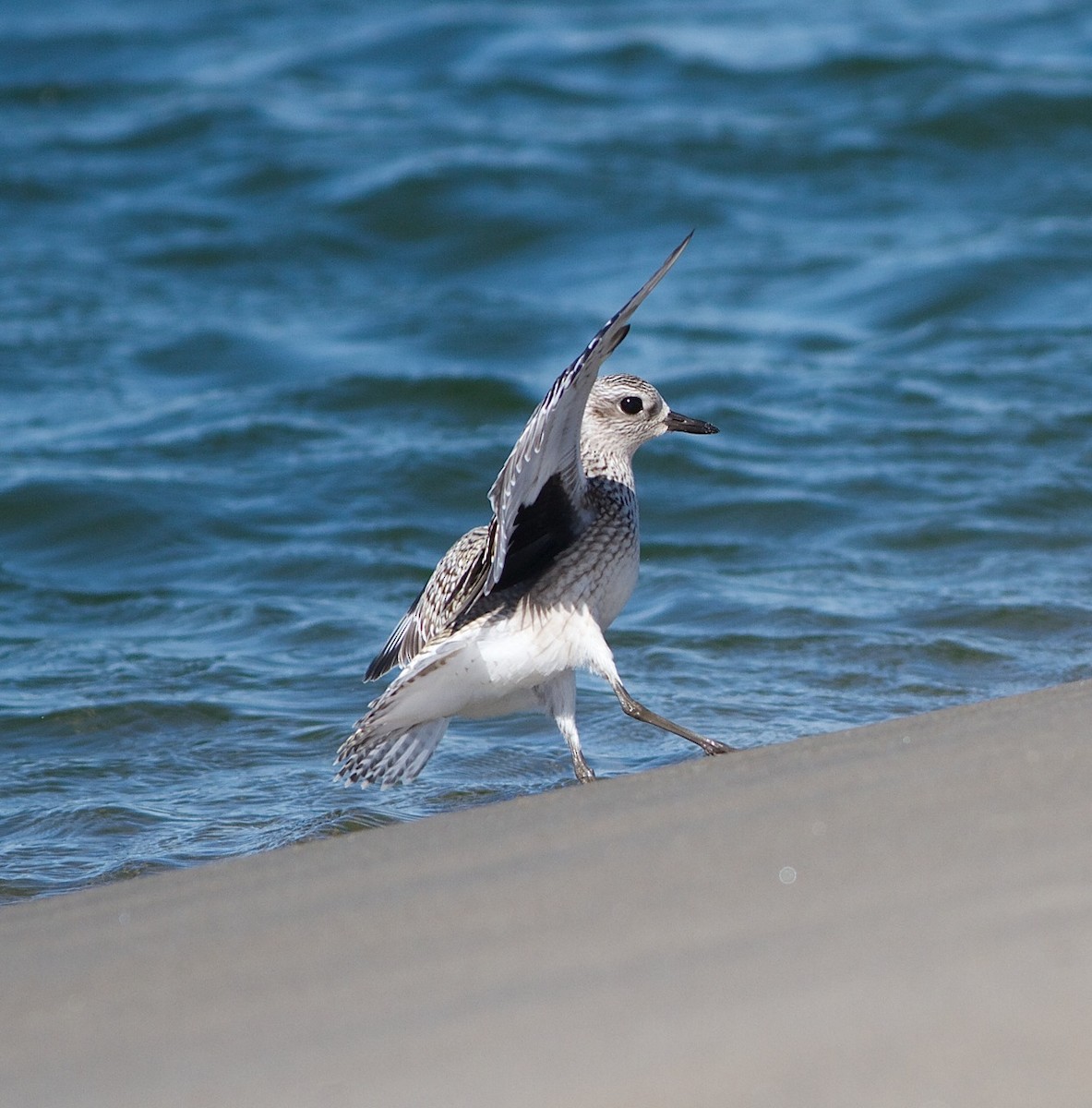 Black-bellied Plover - ML36432931