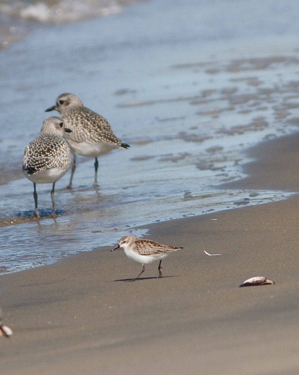 Semipalmated Sandpiper - ML36432951