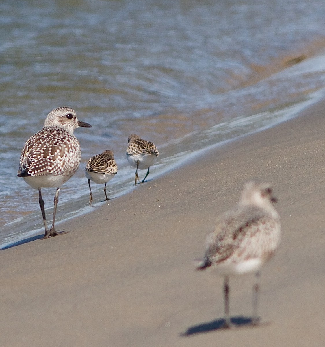 Semipalmated Sandpiper - ML36433001