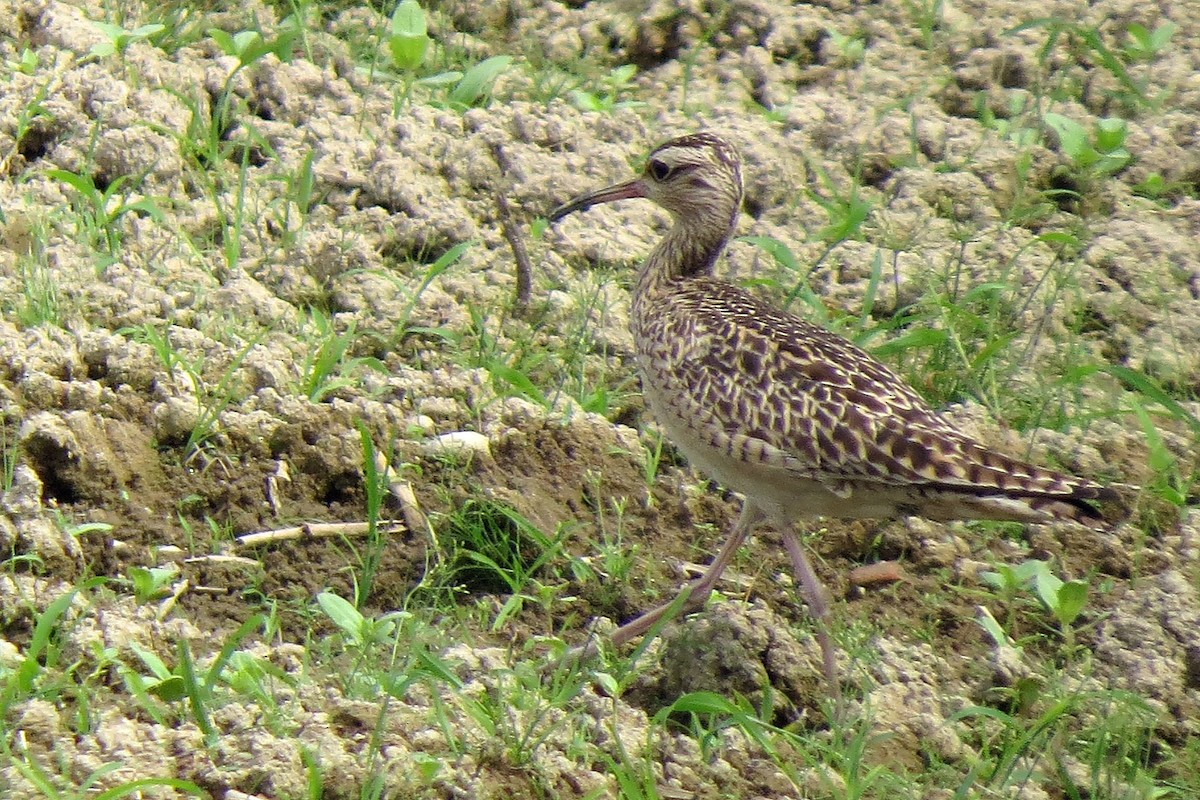 Little Curlew - ML364332401