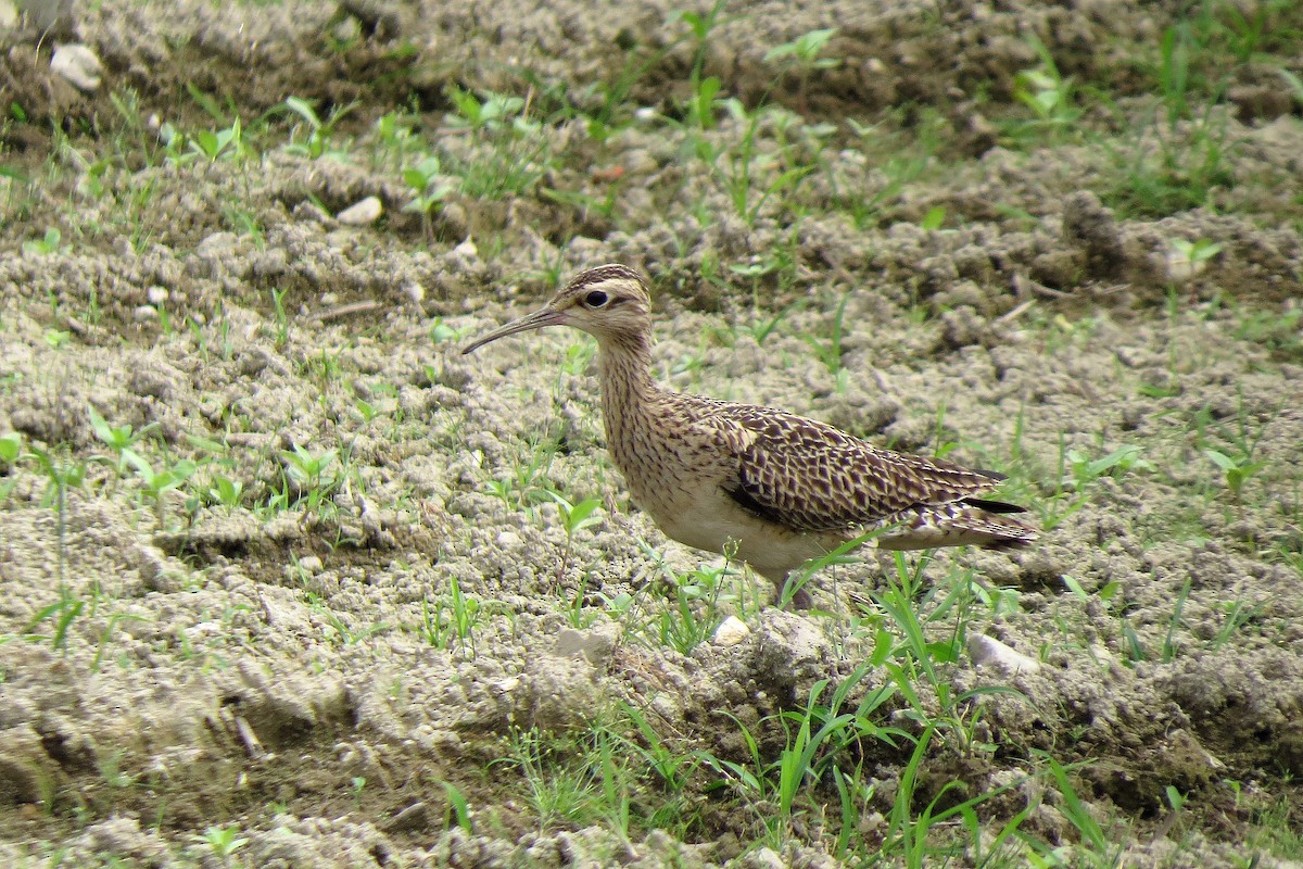 Little Curlew - ML364332431