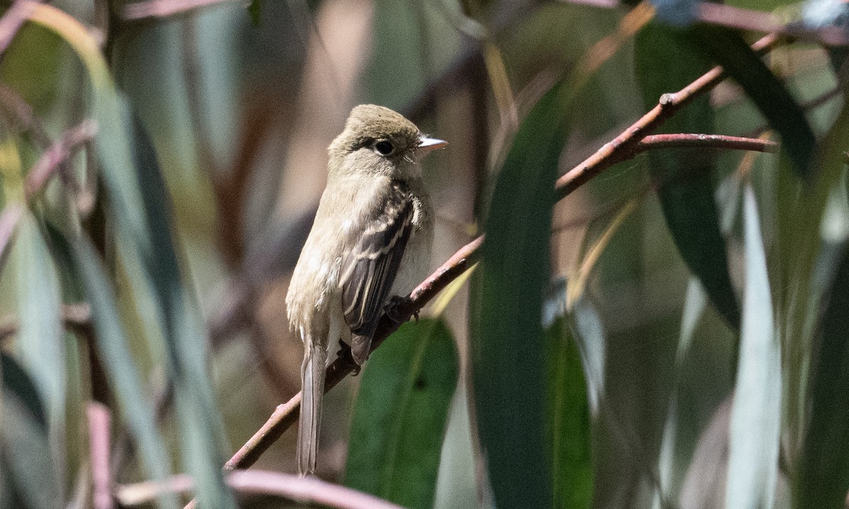 Western Flycatcher (Pacific-slope) - ML364333041