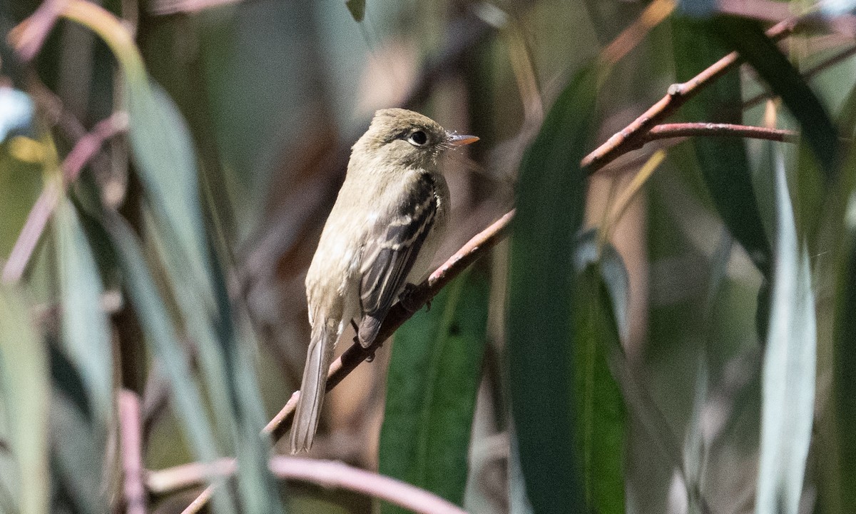 Western Flycatcher (Pacific-slope) - ML364333051