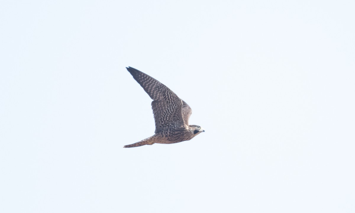 Peregrine Falcon (North American) - Brian Sullivan