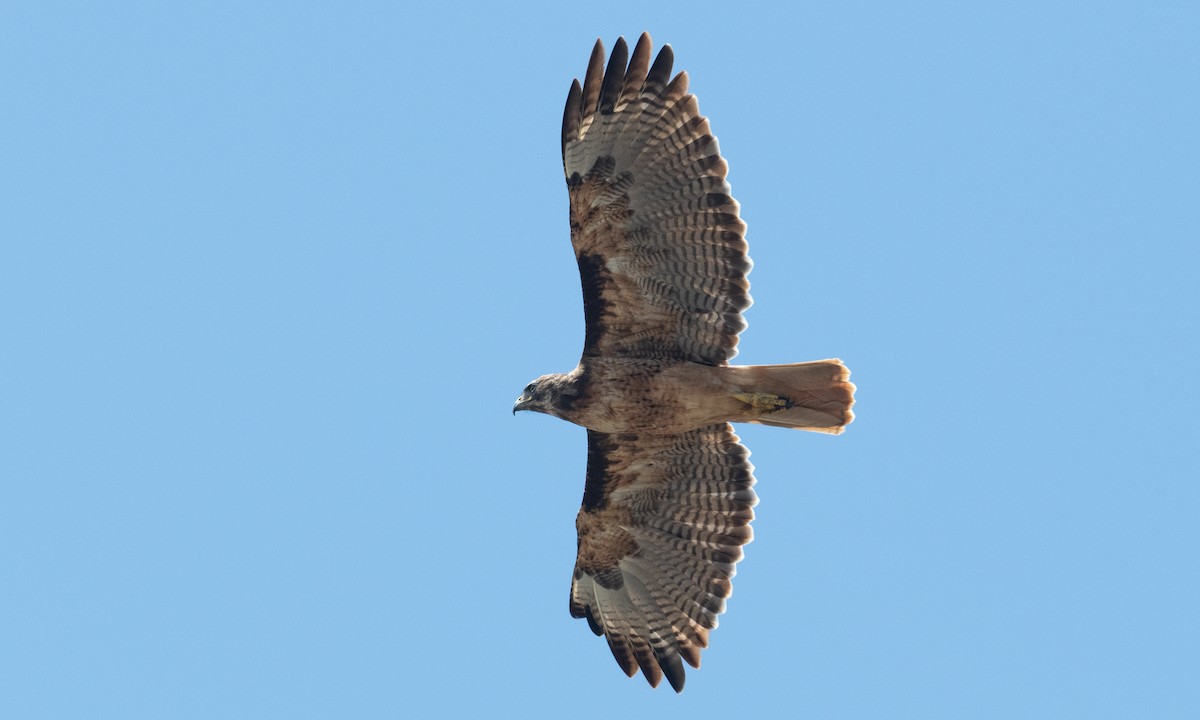 Buse à queue rousse (calurus/alascensis) - ML364333131