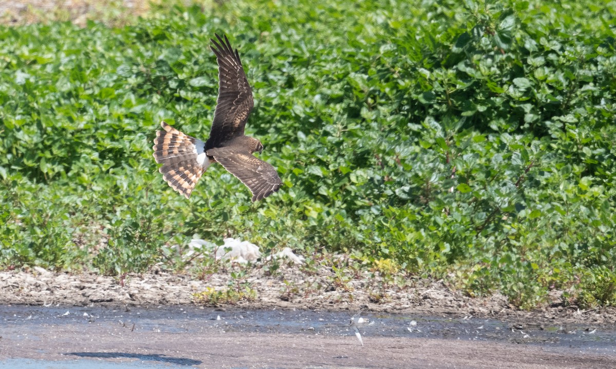 Northern Harrier - ML364333221