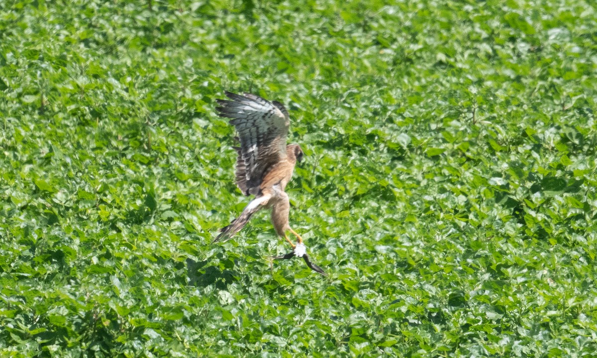 Northern Harrier - ML364333241