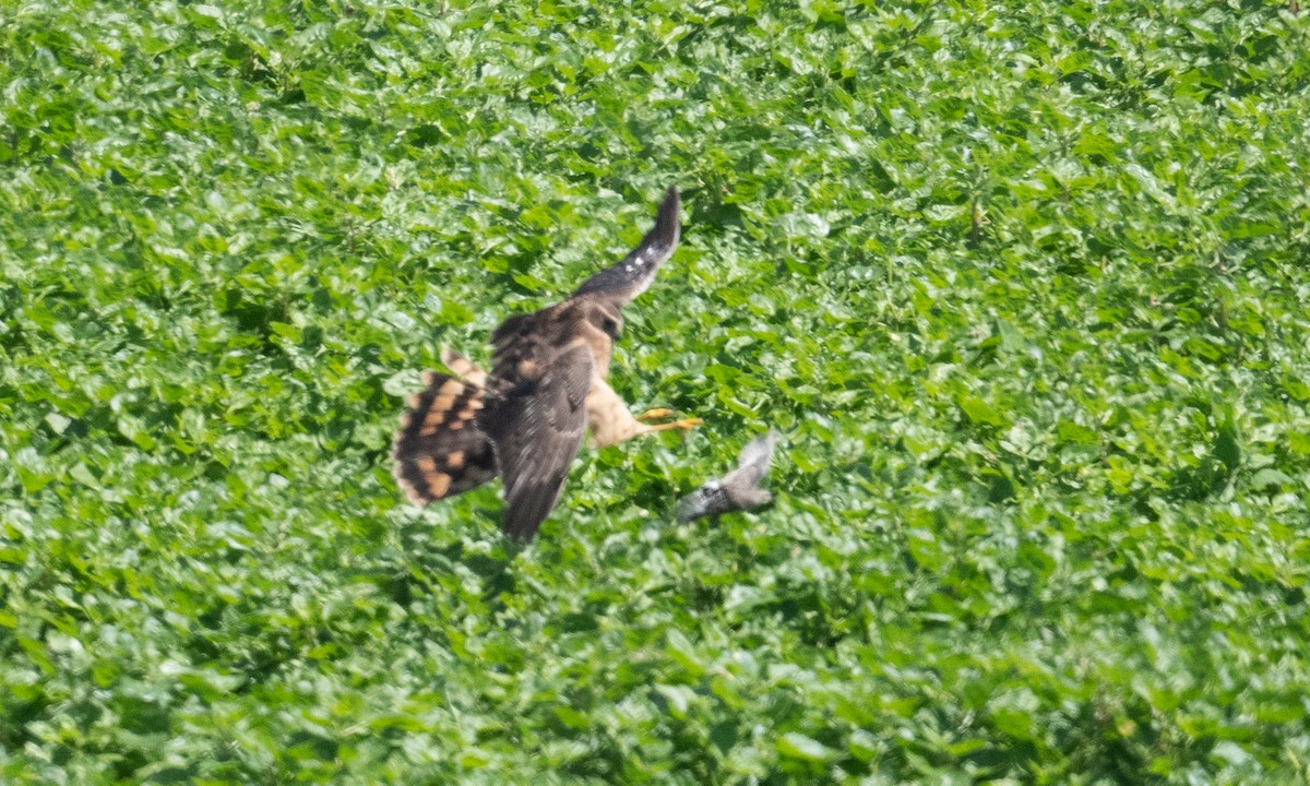 Northern Harrier - ML364333261