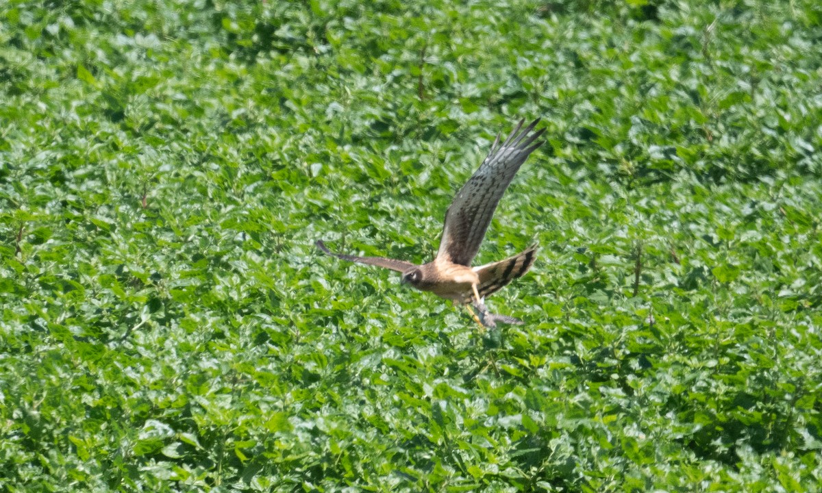 Northern Harrier - ML364333281