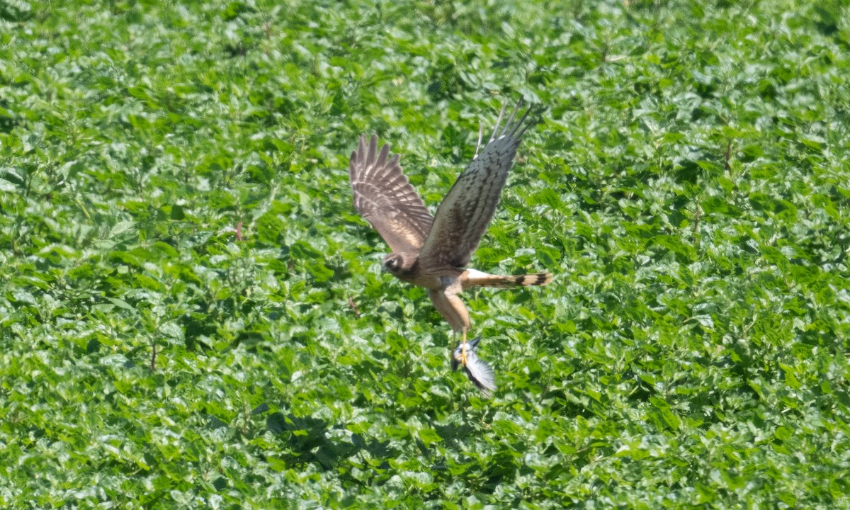 Northern Harrier - ML364333301