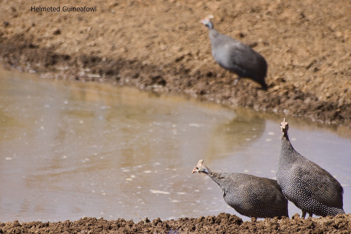 Helmeted Guineafowl - ML364333791