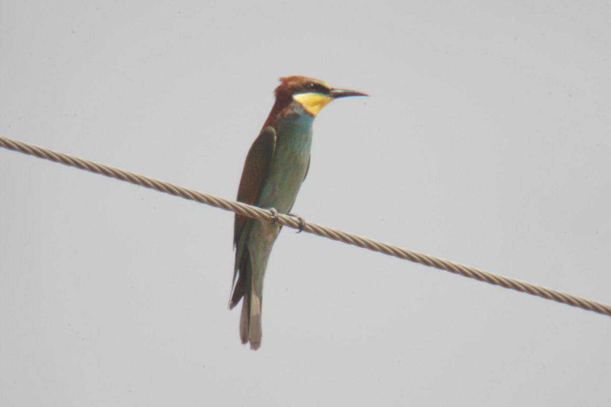 European Bee-eater - ML364334171