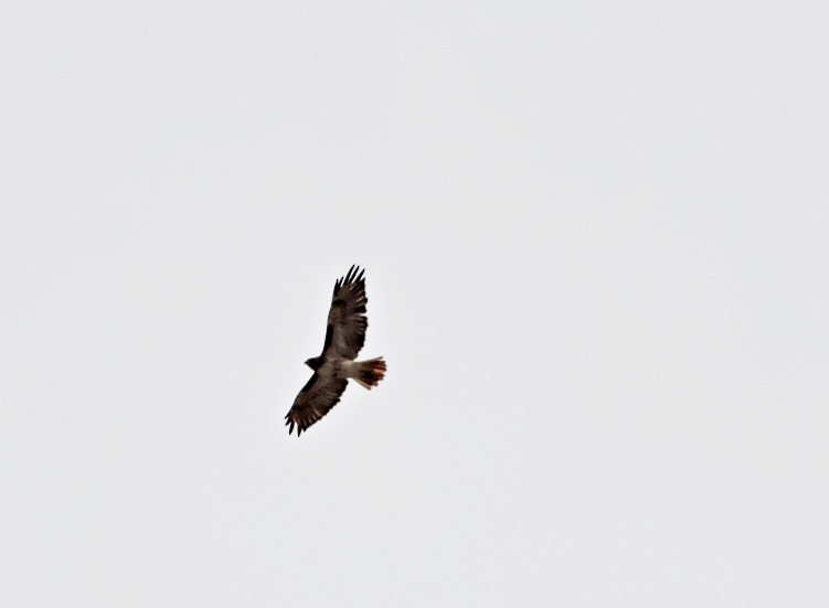Red-tailed Hawk - Usha Tatini