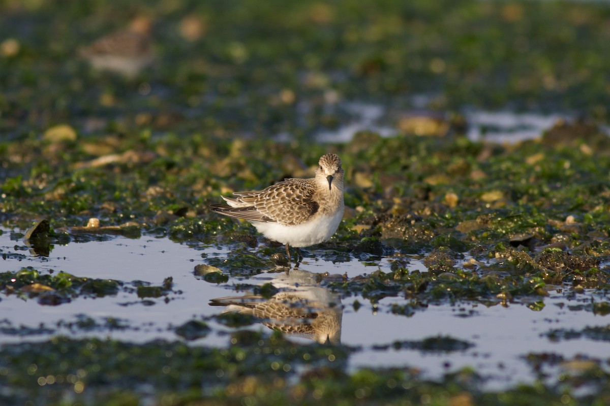 Baird's Sandpiper - ML364335031