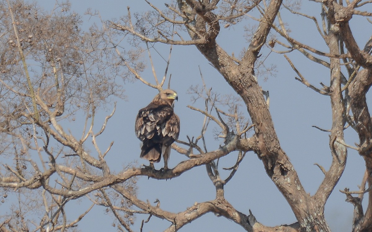 Imperial Eagle - Gaja mohanraj