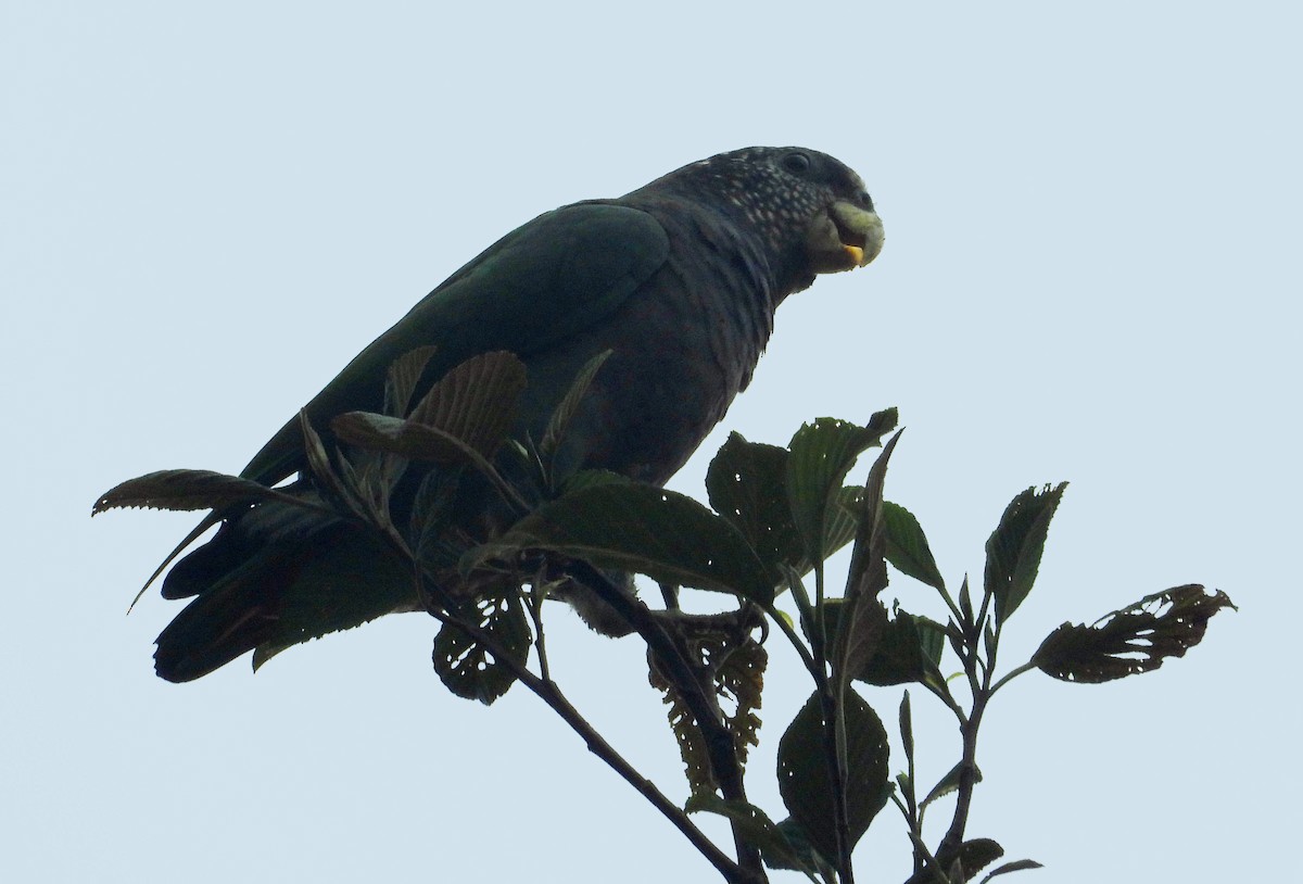 Speckle-faced Parrot - ML364339191