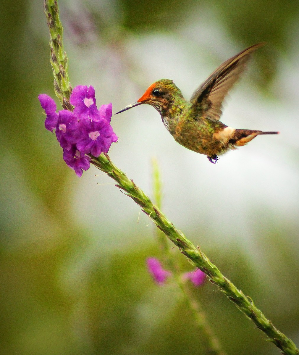 Spangled Coquette - ML364339331