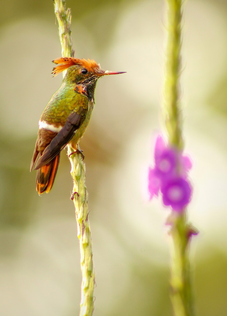 Spangled Coquette - ML364339341