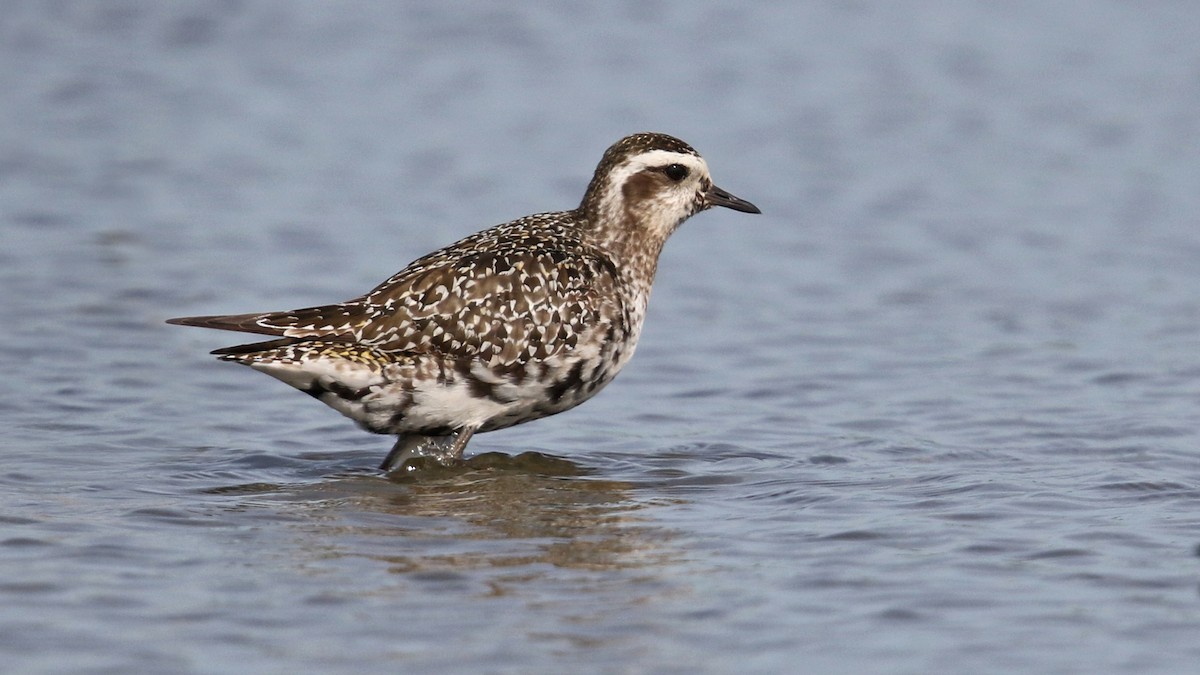 American Golden-Plover - ML36433971