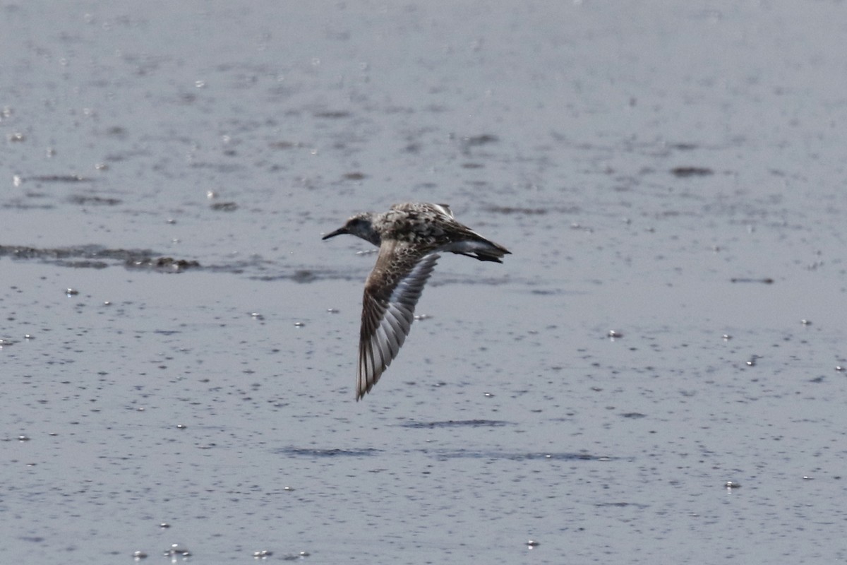 Bécasseau sanderling - ML364340331