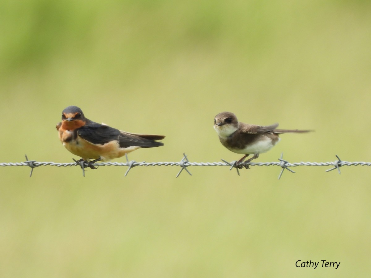 Bank Swallow - ML364341391