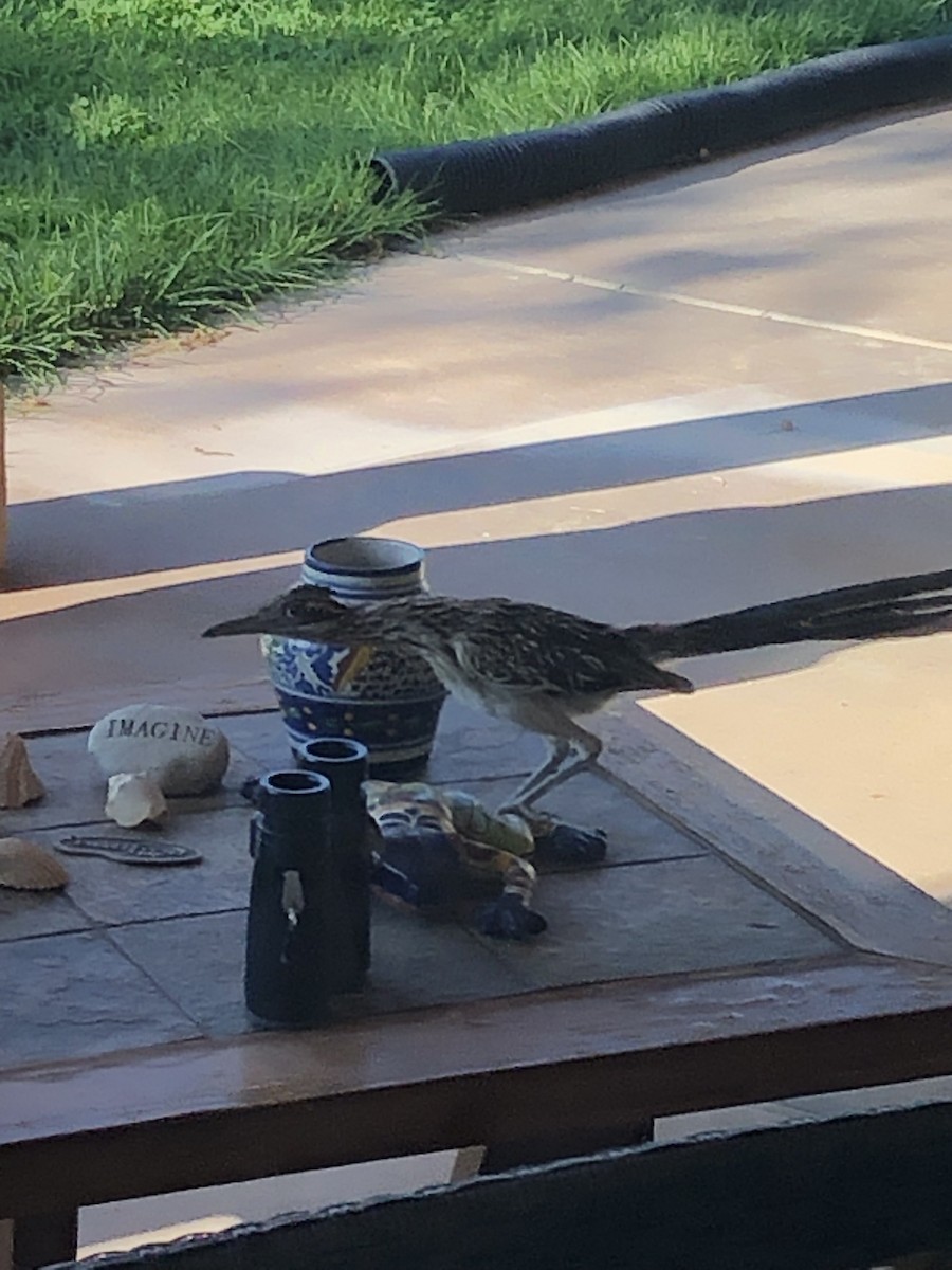 Greater Roadrunner - ML364342171