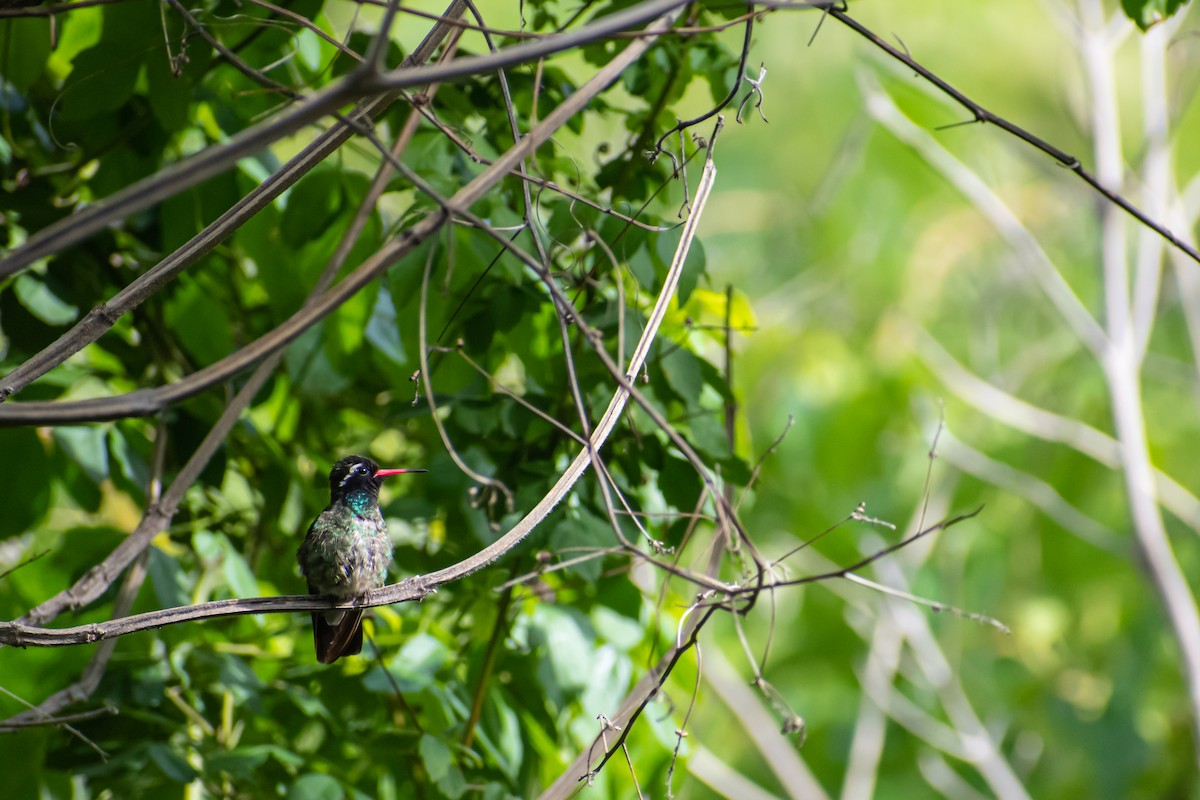 White-eared Hummingbird - Miguel Ávila Álvarez