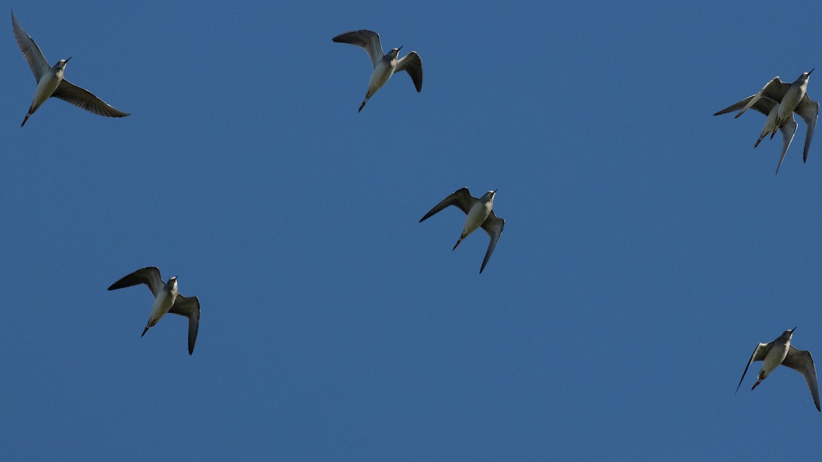 Lesser Yellowlegs - ML364344261