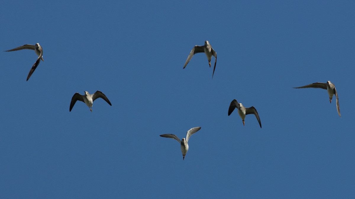 Lesser Yellowlegs - ML364344271